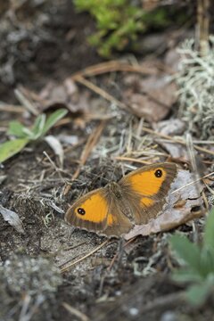 Browned ox eye, gatekeeper, yellow ox eye, maniola tithonus, ox eye, Pyronia tithonus, rust brown ox eye, reddish brown ox eye, butterfly, high size, portrait format, insects, butterfly, butterflies