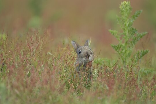 Rabbit (Oryctolagus cuniculus) juvenile baby animal feeding amongst red flowers on grassland, Suffolk, England, United Kingdom
