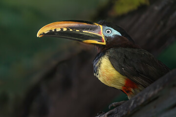 Fototapeta premium Chestnut-eared aracari