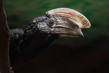 Silvery-cheeked hornbill © svobodacontributor