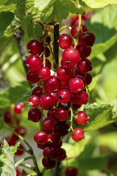 Redcurrant (Ribes rubrum), fruit, Baden-W&uuml;rttemberg, Germany