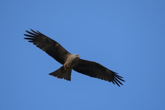 Black Kite (Milvus migrans) in flight, Wittlich, Rhineland-Palatinate, Germany