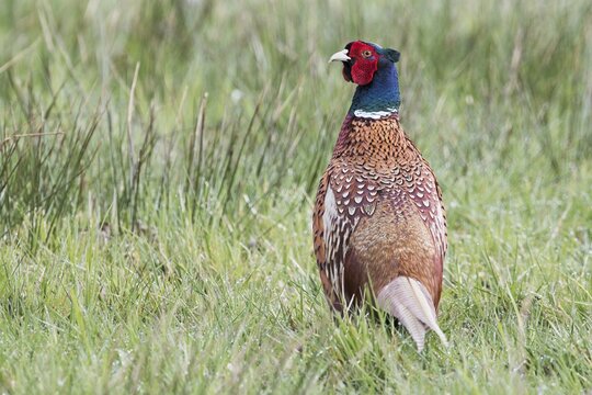 Pheasant (Phasianus colchicus), male standing in the meadow, Lower Saxony, Germany