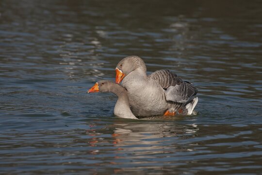 Greylag goose (Anser anser) two adult birds mating on a lake, Suffolk, England, United Kingdom