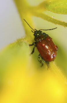Chrysolina polita, smoothed leaf beetle, smoothed drop beetle, knotgrass leaf beetle, watermint leaf beetle, beetle, coleoptera, high size, vertical format, insects, beetles