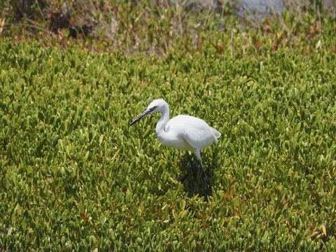 A little egret (Egretta garzetta) stands calmly in a green marshland, Gran Canaria, Spain