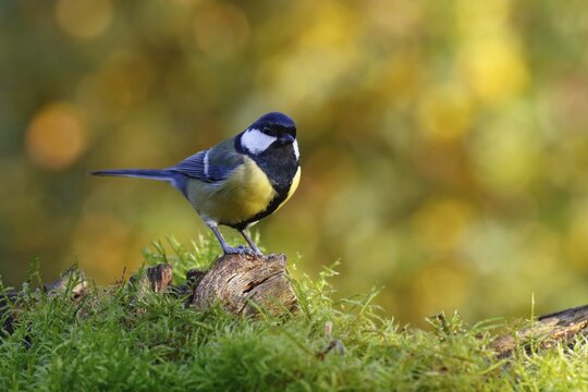 Great tit (Parus major) Schleswig-Holstein, Germany