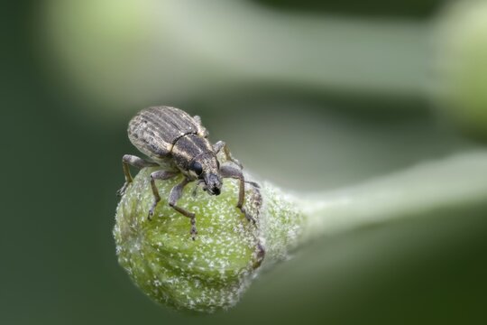 Alfalfa weevils, weevils, sitona weevil, sitona humeralis, beetles, coleoptera, insects, beetles