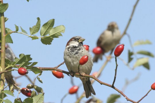 House sparrow (Passer domesticus) male in rose hip bush (Rosa canina), Allg&auml;u, Bavaria, Germany