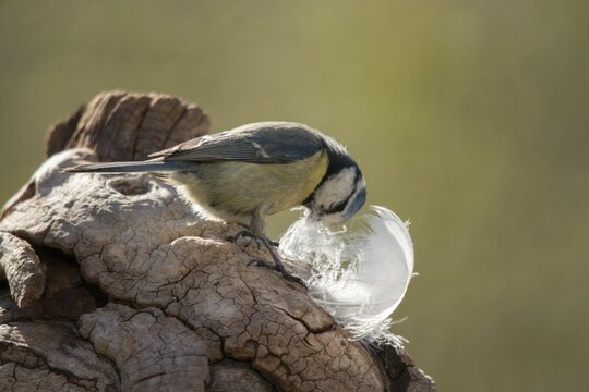 Blue tit, parus caeruleus, birds, feathers, tits, nest building, passeri, songbirds, tits, birds