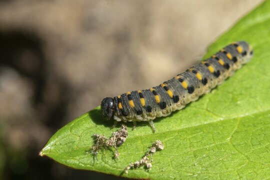 Abia sericea, cimbicidae, club horned sawfly, hymenoptera, clubhorn leaf wasp, clubhorn leaf wasps, small silky clubhorn leaf wasp, plant wasps, scabious sawfly, symphyta, inchworm, insects, larva, caterpillar
