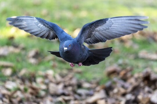 City dove (Columba livia forma domestica) in flight, wildlife, Germany