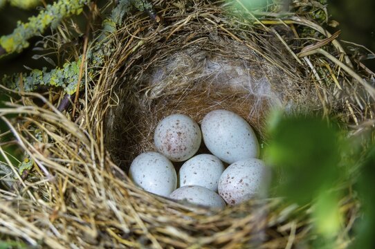 Acanthis cannabina, bloodbird, linaria cannabina, linnet, birds, brood, eggs, clutch, hefling, nest, passeri, songbirds, birds