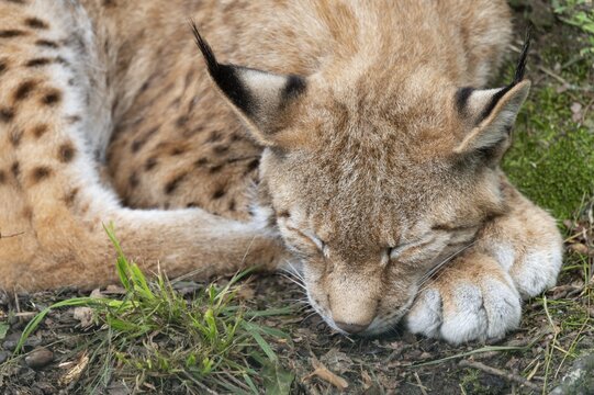 Eurasian lynx (Lynx lynx) lying on the ground and sleeping, captive, Germany