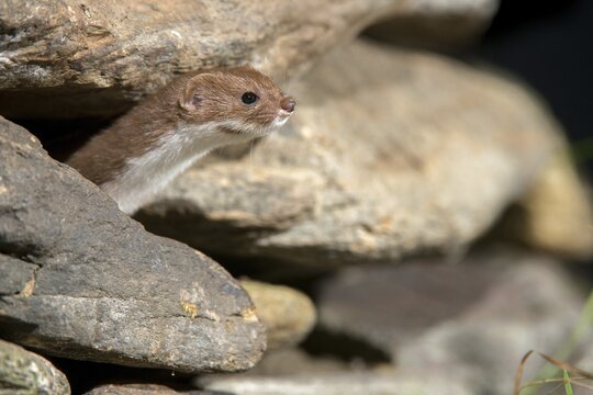 Carnivora, least weasel, mouse weasel, mustela nivalis, predators, mammals, raptors, mammals