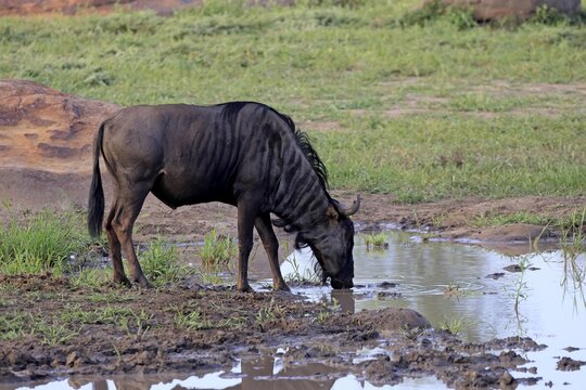 Striped wildebeest (Connochaetes taurinus), adult, drinking, by the water, Kruger National Park, South Africa