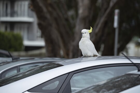 Sulphur-crested cockatoo (Cacatua galerita) adult bird sitting on a car roof, Lorne, Victoria, Australia