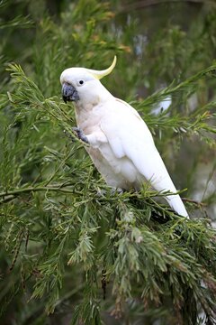 Sulphur-crested cockatoo (Cacatua galerita), adult, sits in the tree and eats, New South Wales, Australia