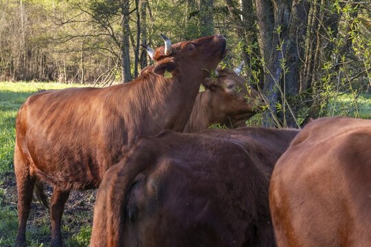 Artiodactyla, Bavaria, Bos Taurus sspec.5, cattle, even-toed ungulate, high-altitude cattle, Upper Palatinate, cloven-hoofed cattle, Tirschenreuth, Waldnaab, Waldnaabaue, wild willows Waldnaabaue, domesticated animals, extensive grazing, feeding marks, woody bites, pet, mammals, cattle, mammals, mammals, mammals, mammals, mammals, mammals, mammals, mammals, mammals, mammals, mammals, mammals, mammals, mammals, mammals, mammals, mammals, mammals, mammals, mammals, mammals, mammals, mammals, mammals, mammals, mammals, mammals, mammals, mammals, mammals, mammals, mammals, mammals, mammals, mammals, mammals, mammals, Verbiss