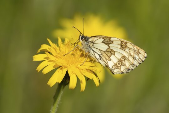 Marbled white butterfly (Melanargia galathea) adult insect feeding on a Hawksbit flower in the summer, England, United Kingdom