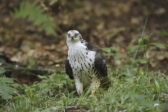 Honey buzzard (Pernis apivorus), North Rhine-Westphalia, Germany