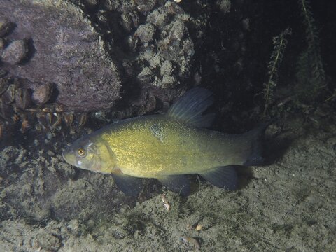 A tench (Tinca tinca) swims at the bottom of a body of water, surrounded by stones, dive site Zollbr&uuml;cke, Rheinau, Canton Zurich, Rhine, High Rhine, Switzerland, Germany