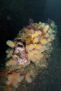 Dead mans finger (Leutherobia aurea), soft coral, Aliwal Shoal dive site, Umkomaas, KwaZulu Natal, South Africa