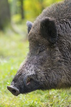 Wild boar (Sus scrofa), Boar, animal portrait, capive, Germany