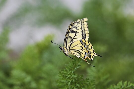 Swallowtail (Papilio machaon), approaching carrot weed (carrot herb), a food source for the caterpillars, Meienberg, Canton of Aargau, Switzerland