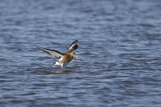 Black tailed godwit (Limosa limosa) adult bird in summer plumage flapping its wings in a shallow lagoon, Norfolk, England, United Kingdom