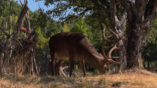 Majestic Stag Grazing Near Ruins in Dry Woodland