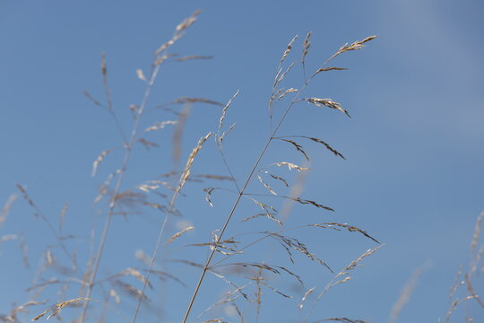 Delicate airy panicles of tufted hairgrass swaying against a clear blue sky, Deschampsia cespitosa