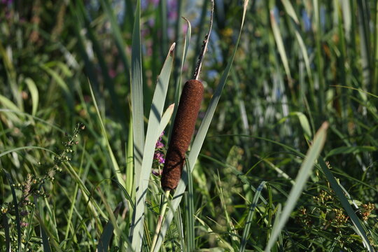 Textured brown cattail catkin dominating the frame, velvety surface and intricate details against a backdrop of dappled leaves