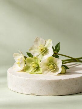 Elegant white hellebore flowers resting on a circular marble podium against a soft green background with gentle shadows.