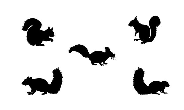 Squirrels shown in multiple poses using solid black silhouettes set against a clean white backdrop.
