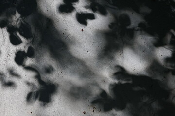 Harsh sunlight throws sharp branch patterns onto a pale wall high contrast and defined edges produce a striking textured canvas © Olga