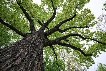 Obraz premium The Majestic Tree Reaching for the Sky Through a Lush Canopy