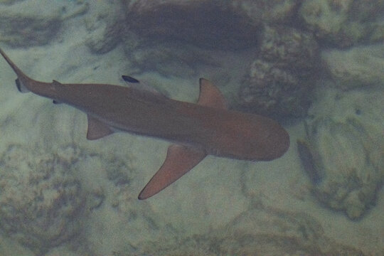 Reef shark, in the South China Sea, Borneo.