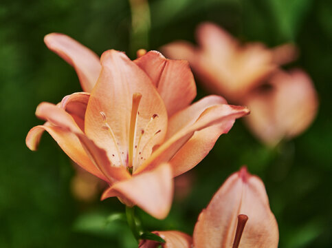 peach colored garden lily (Lilium genus), which shares characteristics with Asiatic or hybrid lily varieties