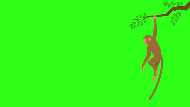 Animated brown monkey hanging and swinging on a tree branch against green screen. Ideal for wildlife, jungle, and animal topics.