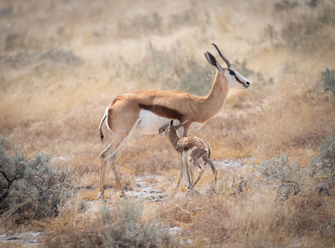 Springbok and youngster in Etosha National Park, Namibia, Africa