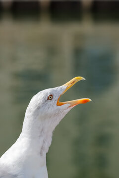 Herring Gulls (Larus argentatus) have light grey backs, white under parts and black wing tips. Legs are pink and they have heavy, slightly hooked bills with a red spot. 