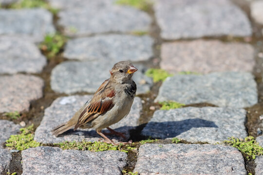 A solitary male sparrow has come to the edge of the market square in search of food. A beautiful little sparrow (Passer domesticus) on the market square paving. Empty space for text.
