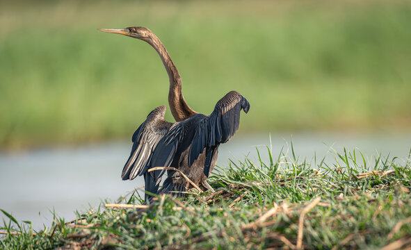 African darter (Snakebird) on the Zambezi River, Namibia, Africa