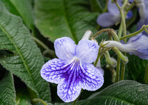 Cape Primrose - Streptocarpus flower in Gardens by the Bay, Singapore