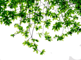 green leaves isolated on white © Essential Elements