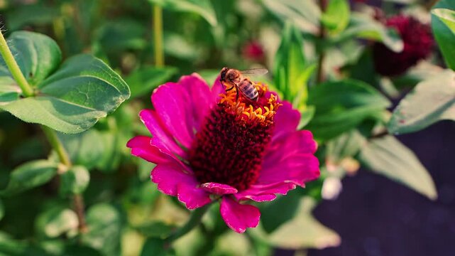 Closeup of honeybee collecting nectar from vivid pink zinnia flower. Natural pollination, insect behavior, floral detail, background. 