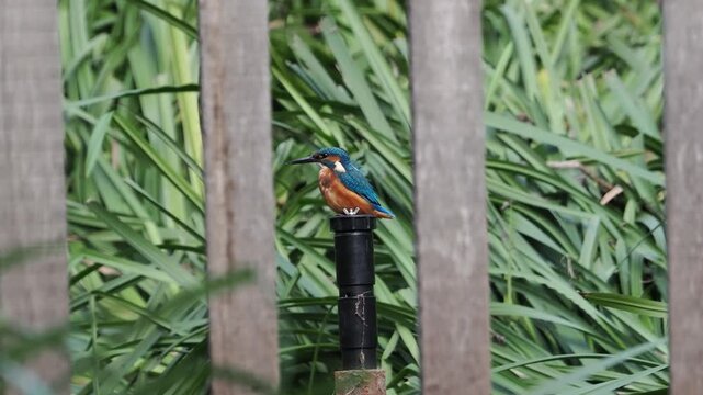 Common kingfisher (Alcedo atthis) on post behind river water gate, wings raised, feathers ruffling, Beverley Brook, Richmond, London