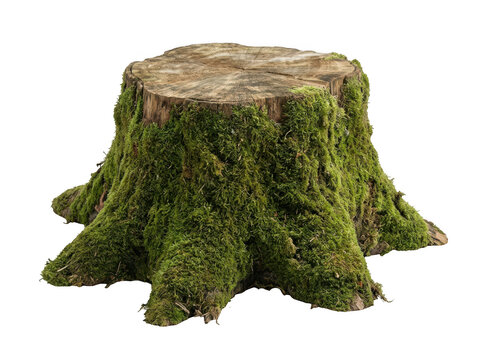 Old mossy tree stump isolated on transparent background