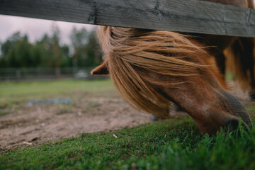 Long haired brown pony grazing beneath rustic wooden fence with flowing mane, green grass, muddy paddock, and blurred trees in rural outdoor setting © Riga Frames